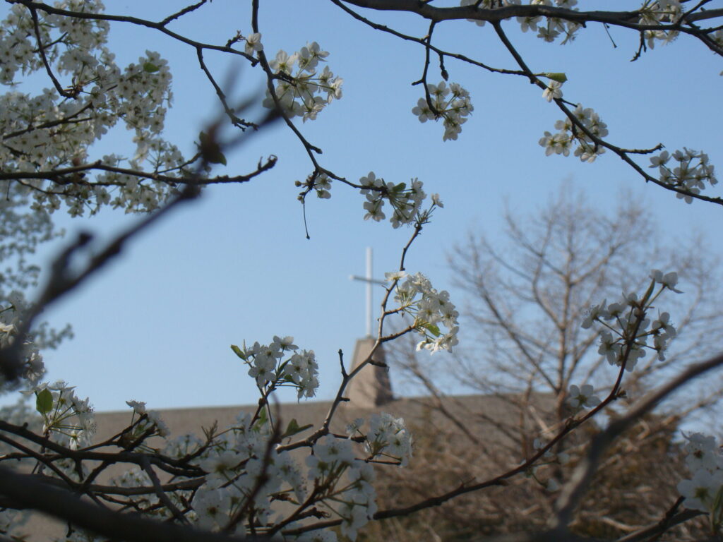 Chapel roof through blossoms