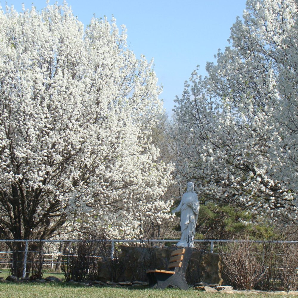 Sacred Heart of Jesus with Dogwoods from Distance